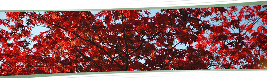 rote Blätter, blauer Himmel